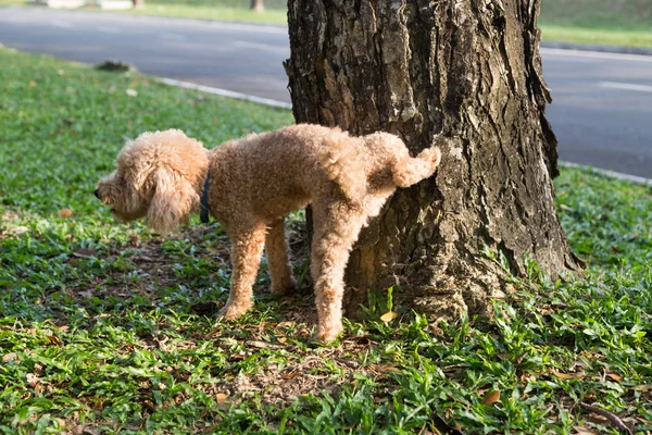 Caniche Macho Orinando Pis Tronco Árbol Para Marcar Territorio Parque — Foto de Stock