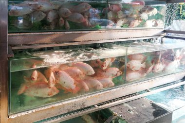 Tilapia balık Restoran akvaryum Malezya içinde yemek pişirmek için hazır yaşamak.