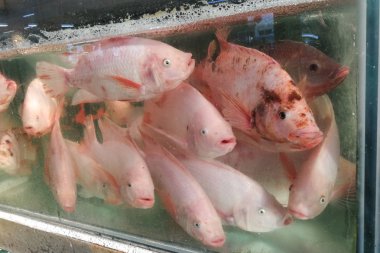 Tilapia balık Restoran akvaryum Malezya içinde yemek pişirmek için hazır yaşamak.