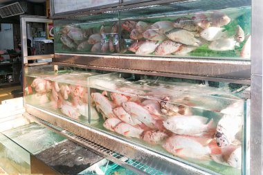 Tilapia balık Restoran akvaryum Malezya içinde yemek pişirmek için hazır yaşamak.