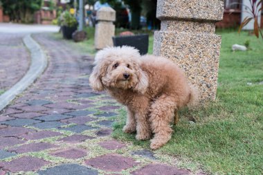 Kahverengi kaniş köpek tuvaletini dışkılama parkta çimenlerin üzerinde