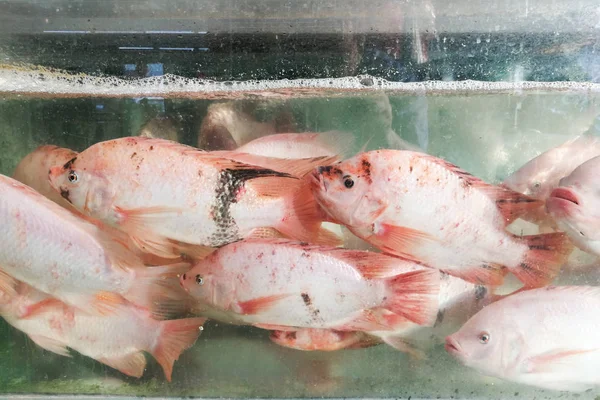 ライブ レストラン水族館マレーシア料理の準備でティラピア魚 — ストック写真