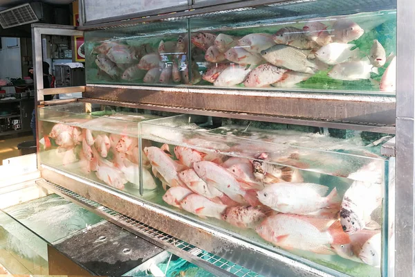 Live Tilapia Fish Restaurant Aquarium Ready Cooking Malaysia — Stock Photo, Image