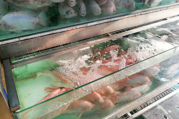 Live tilapia fish in restaurant aquarium ready for cooking in Malaysia.