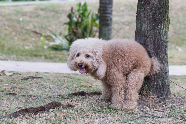 Perro Caniche Marrón Defecando Hierba Parque — Foto de Stock