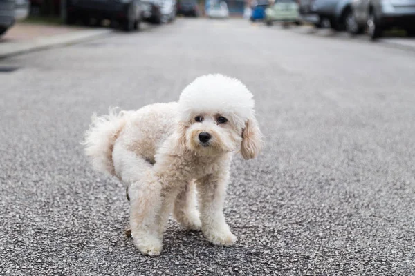 Cão Poodle Defecar Pooping Meio Rua — Fotografia de Stock