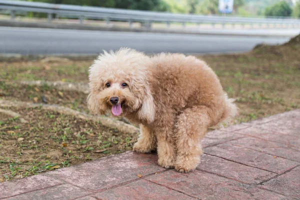 Brown Cão Poodle Coceira Defecar Caminho Parque — Fotografia de Stock