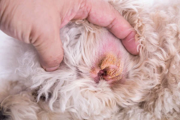 Tierarzt Zeigt Trockene Ohrenhaut Bei Hund Die Auf Ein Hörhämatom — Stockfoto