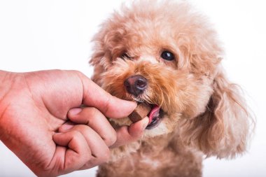 Portre Evcil köpek çiğnenebilir ile besleme yandan korumak ve beyaz arka plan üzerinde heartworm hastalığı tedavi