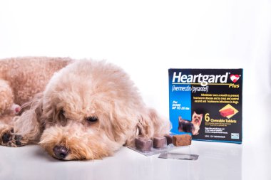 KUALA LUMPUR, MALAYSIA, October 12, 2018: Heartgard is preventive heartworms chewables for dogs marketed by Boehringer Ingelheim. Needs prescription by vetenary doctors. clipart