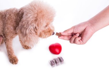 El ile çiğnenebilir evcil köpek besleme korumak ve beyaz arka plan üzerinde heartworm hastalığı tedavi