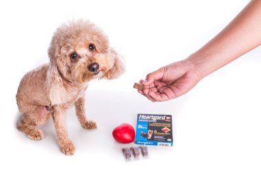 Kuala Lumpur, Malezya, 12 Ekim 2018: Önleyici heartworms chewables Boehringer Ingelheim tarafından pazarlanan köpekler için Heartgard olduğunu. Vetenary doktorlar tarafından reçete ihtiyacı.