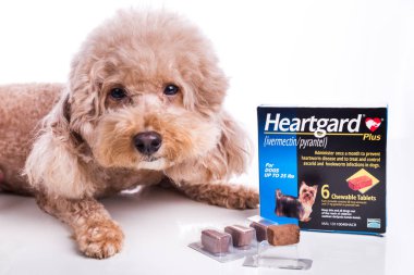 Kuala Lumpur, Malezya, 12 Ekim 2018: Önleyici heartworms chewables Boehringer Ingelheim tarafından pazarlanan köpekler için Heartgard olduğunu. Vetenary doktorlar tarafından reçete ihtiyacı.