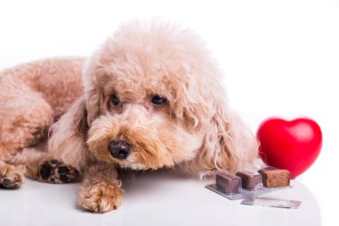 Kaniş köpeği ile sığır eti chewables heartworm koruma ve beyaz zemin üzerine tedavi için