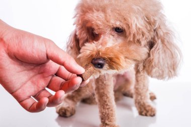 El ile çiğnenebilir evcil köpek besleme korumak ve beyaz arka plan üzerinde heartworm hastalığı tedavi