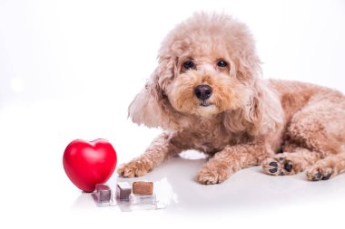 Kaniş köpeği ile sığır eti chewables heartworm koruma ve beyaz zemin üzerine tedavi için