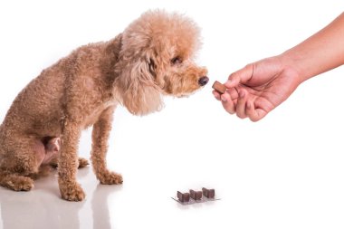 El ile çiğnenebilir evcil köpek besleme korumak ve beyaz arka plan üzerinde heartworm hastalığı tedavi