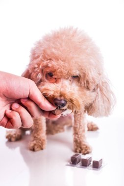 Portre Evcil köpek çiğnenebilir ile besleme yandan korumak ve beyaz arka plan üzerinde heartworm hastalığı tedavi