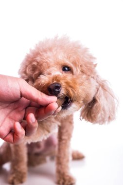 Portre Evcil köpek çiğnenebilir ile besleme yandan korumak ve beyaz arka plan üzerinde heartworm hastalığı tedavi