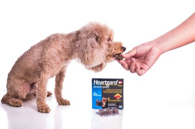 Kuala Lumpur, Malezya, 12 Ekim 2018: Önleyici heartworms chewables Boehringer Ingelheim tarafından pazarlanan köpekler için Heartgard olduğunu. Vetenary doktorlar tarafından reçete ihtiyacı.