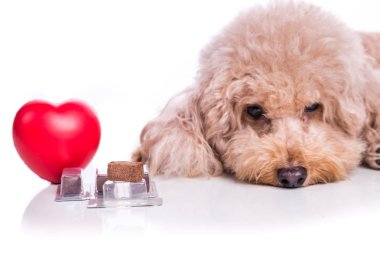Kaniş köpeği ile sığır eti chewables heartworm koruma ve beyaz zemin üzerine tedavi için