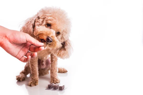 Hand Feeding Pet Dog Chewable Protect Treat Heartworm Disease White — Stock Photo, Image