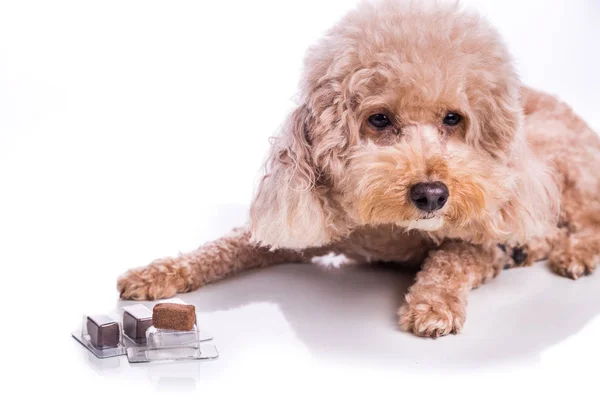 Cão Estimação Poodle Com Mastigáveis Carne Para Proteção Dirofilariose Tratamento — Fotografia de Stock