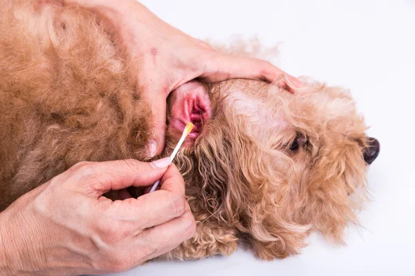 Person Reinigt Entzündetes Ohr Von Haustier Hund Mit Wattestäbchen Auf — Stockfoto