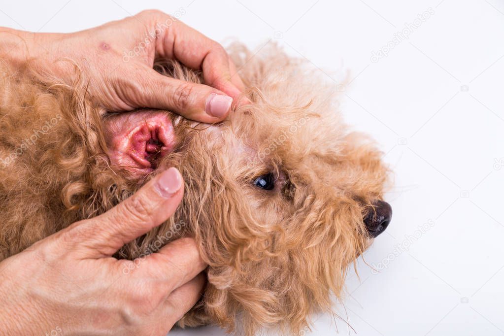 Person showing red inflammed ear of pet dog on white background