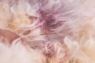 Kötü Maya ve onun cilt ve vücut üzerinde mantar enfeksiyonu ile muayene köpek veteriner. Itchy, karartmak, cilt soyma Makinası.