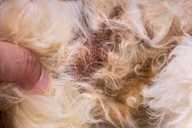 Kötü Maya ve onun cilt ve vücut üzerinde mantar enfeksiyonu ile muayene köpek veteriner. Itchy, karartmak, cilt soyma Makinası.