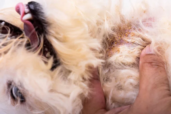 Tierarzt Untersucht Hund Mit Schlechter Hefe Und Pilzinfektion Auf Haut — Stockfoto