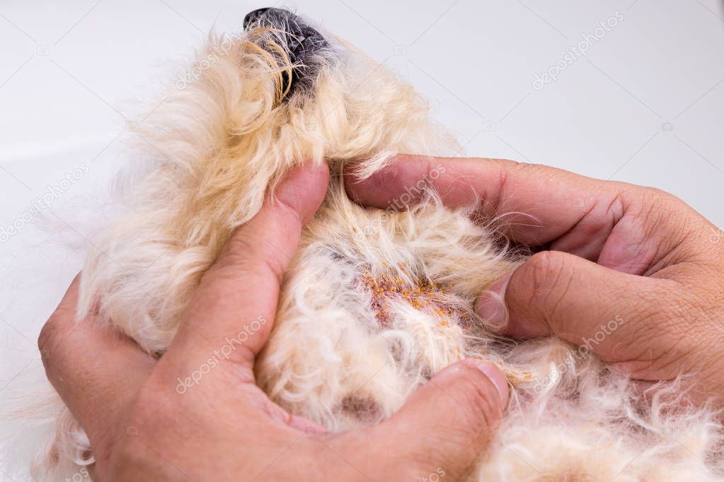 Vet examining dog with bad yeast and fungal infection on her skin and body. Itchy, darken, dry peeling skin.