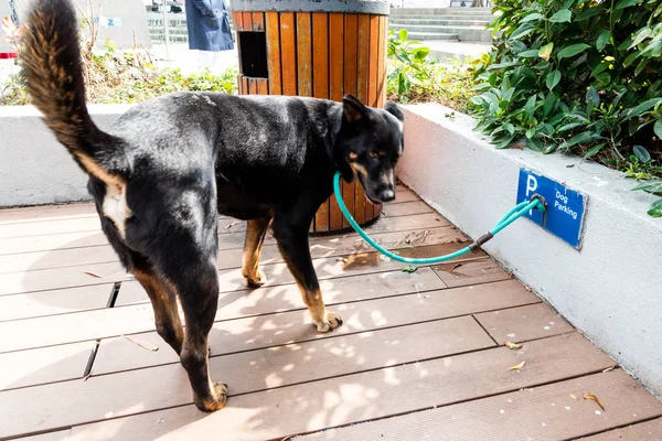 Dog leashed at designated dog parking area of shopping mall in Hong Kong