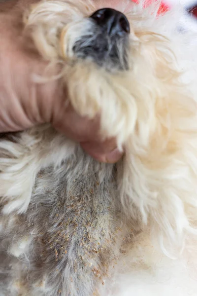 Tierarzt Untersucht Hund Mit Schlechter Hefe Und Pilzinfektion Auf Haut — Stockfoto