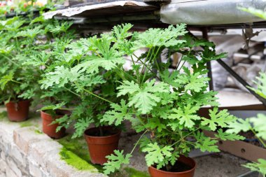 Citronella bitki sivrisinek kovucu bununla kokulu doğal 