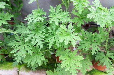 Citronella bitki sivrisinek kovucu bununla kokulu doğal 