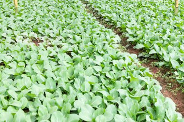 Cameron Highlands, Mala tarım organik sera vergetable
