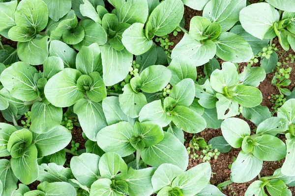 Closeup of imperfect organic vegetables with bugs bites — Stock Photo, Image