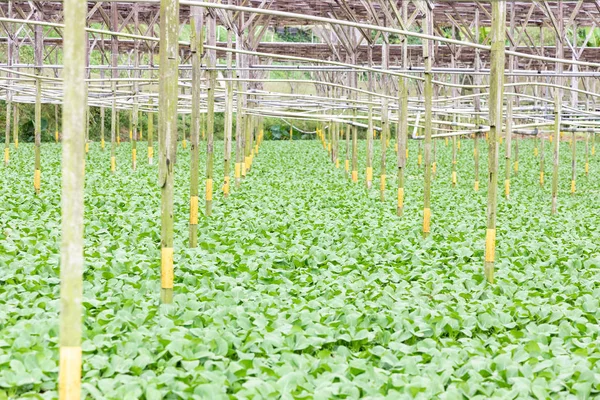 Cultivo ecológico de hortalizas de invernadero en Cameron Highlands, Malasia — Foto de Stock