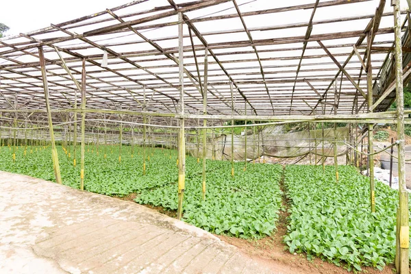 Cultivo ecológico de hortalizas de invernadero en Cameron Highlands, Malasia — Foto de Stock