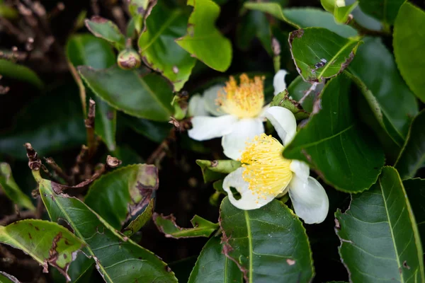 Крупный план цветения цветов с чайного дерева на плантации — стоковое фото