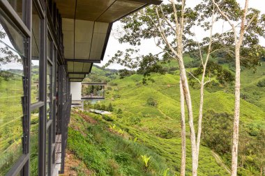 Cameron Highlands, Malezya, 6 Nisan 2019: BOH Sungai Palas Tea