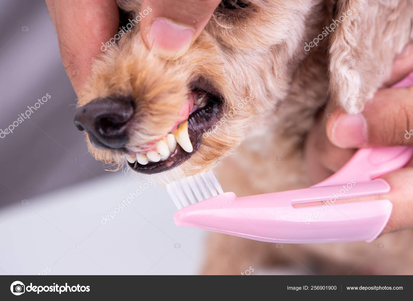 What To Use For Brushing Dogs Teeth