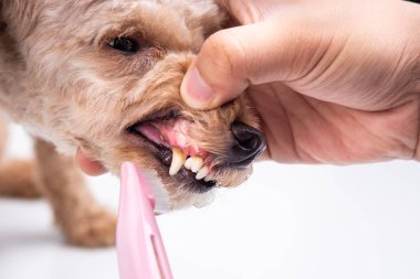 Veteriner fırçalama pet köpek dişleri diş fırçası ile plak ile kaplı