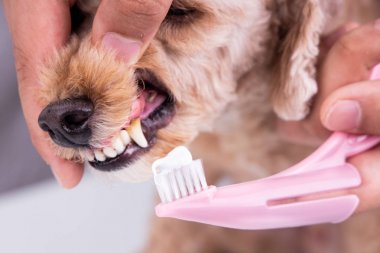 Veteriner diş macunu ile plak ile kaplanmış evcil köpek dişleri fırçalama