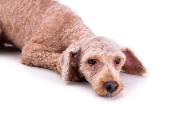Triste perro perro perro perro deprimido después de corte de pelo corto aseo — Foto de Stock