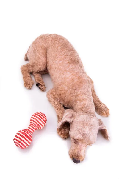 Triste deprimido cão de estimação poodle após o cabelo curto corte aliciamento — Fotografia de Stock