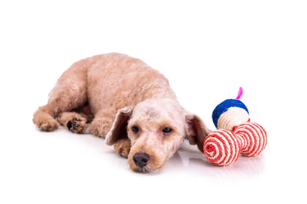 Triste deprimido cão de estimação poodle após o cabelo curto corte aliciamento — Fotografia de Stock