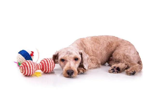 Грустный депрессивный пудель собака после короткой стрижки стрижки — стоковое фото